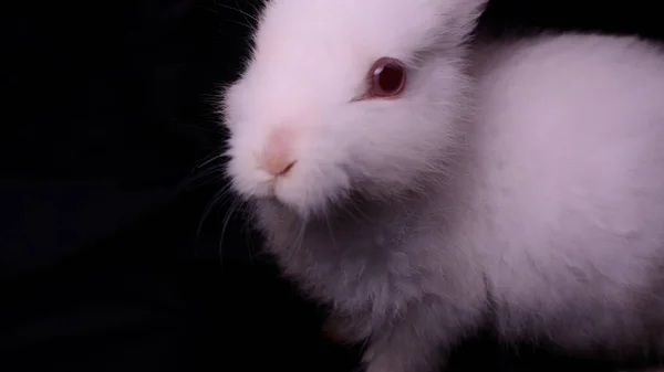 white fluffy rabbit on black background