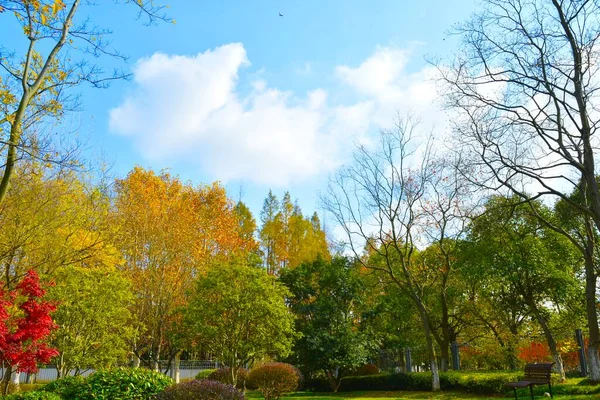 autumn landscape with trees and leaves