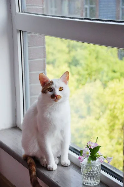 cat sitting on the windowsill
