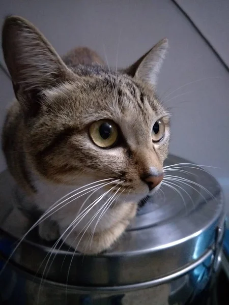 Katze Mit Blauen Augen — Stockfoto