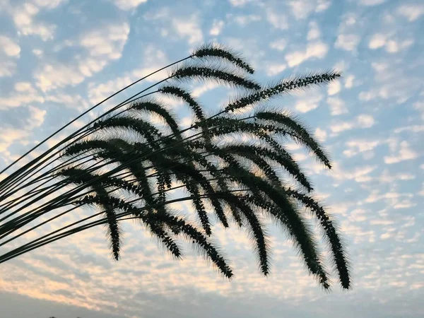 palm tree with shadow on the sky background