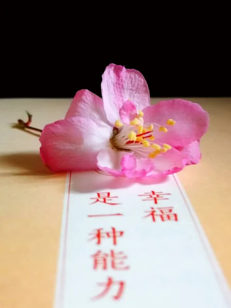 beautiful pink flower on a background of a wooden table