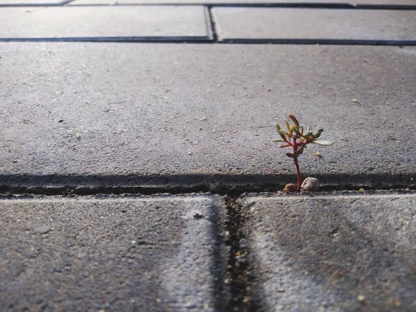 a closeup shot of a green and gray asphalt