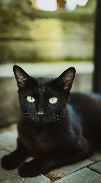 black cat with a white eyes
