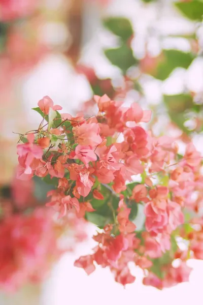 stock image beautiful pink flowers in the garden