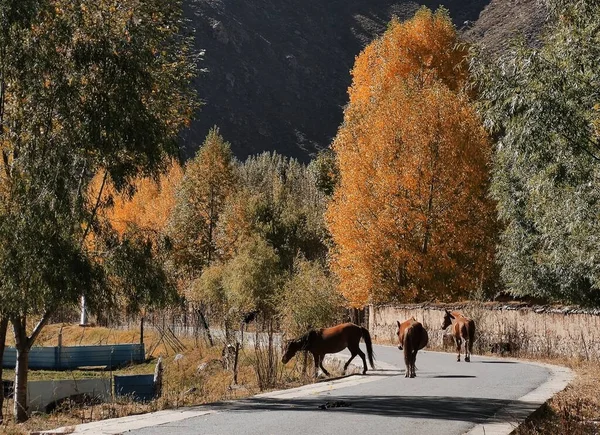 beautiful autumn landscape with a horse