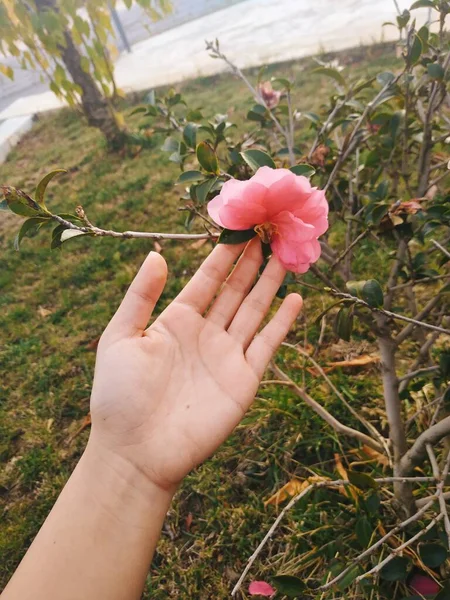 female hand holding a flower in the garden