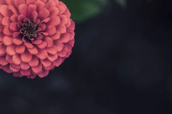 beautiful chrysanthemum flowers on a dark background