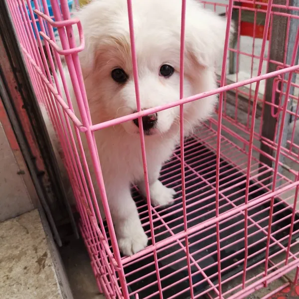 cute little puppy in the cage