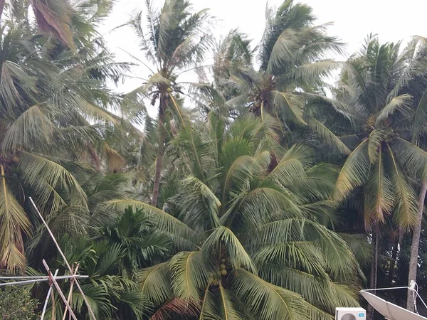 palm trees in the park