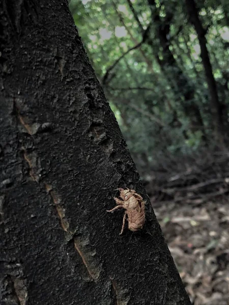 tree trunk, flora and fauna