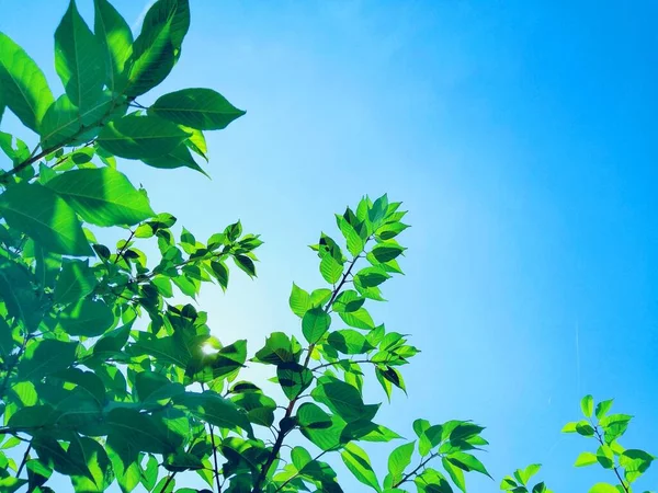 green leaves on a blue sky background