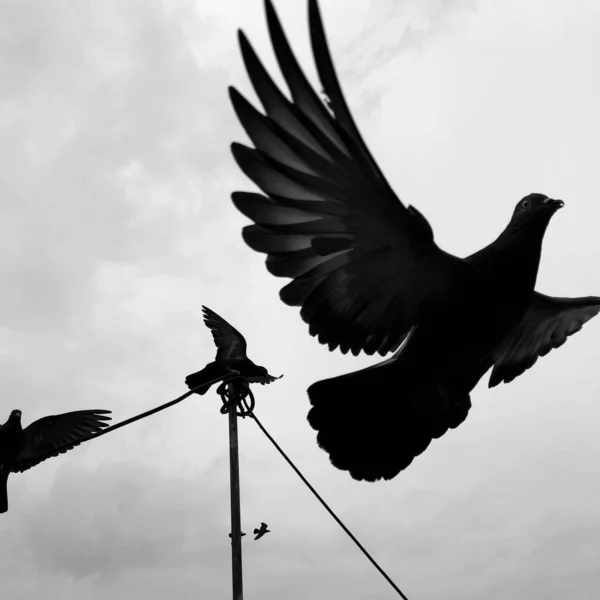 black and white dove flying in the sky