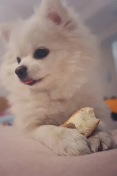 cute white fluffy dog lying on the bed