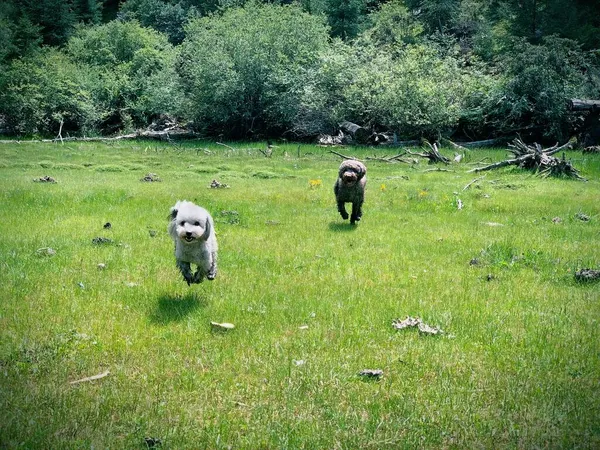 a group of animals in the park