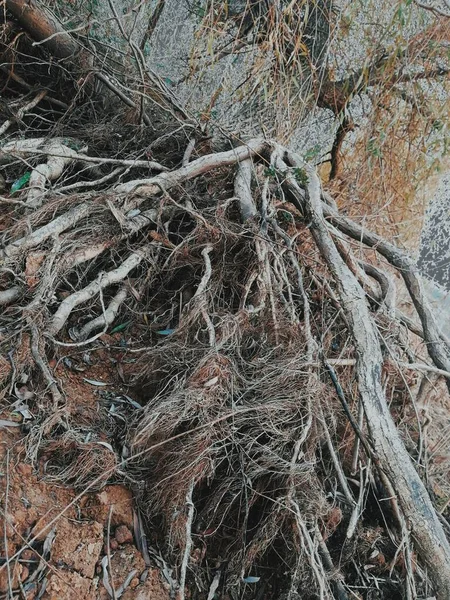 tree roots in the forest