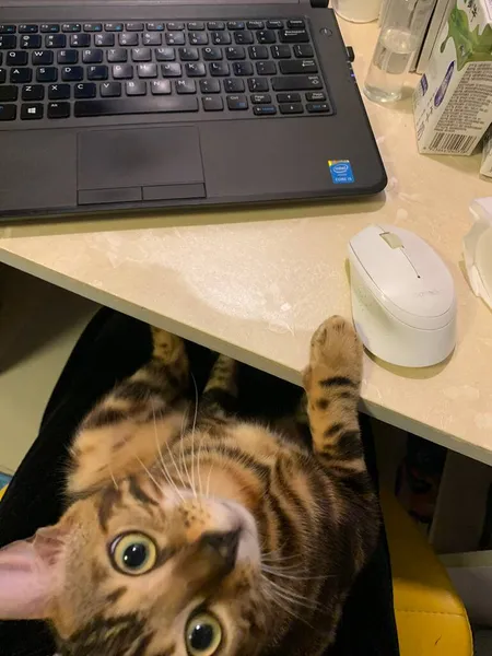 cat with a mouse on the keyboard