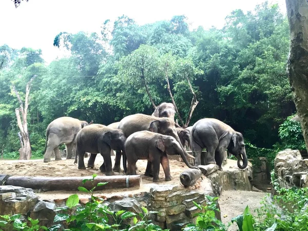 elephants in the jungle