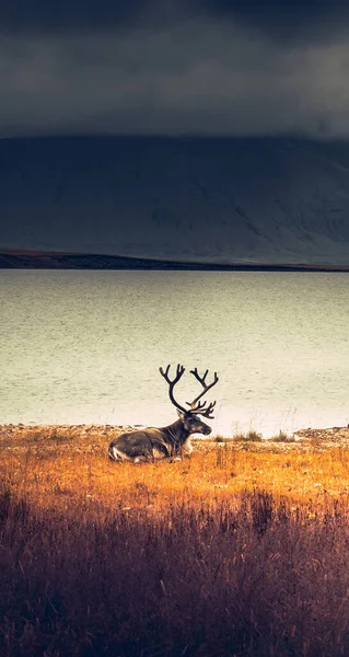 beautiful landscape with a large red deer in the background