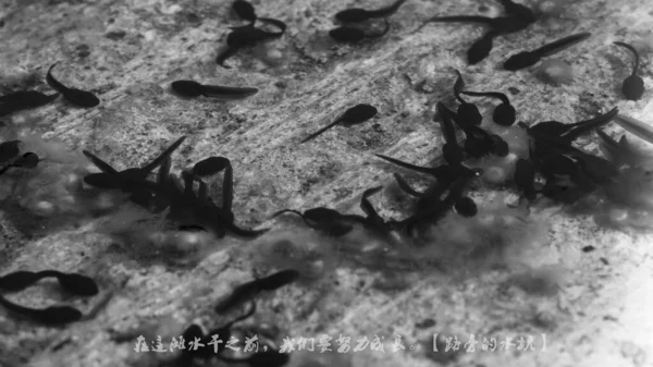 black and white jellyfish in the water