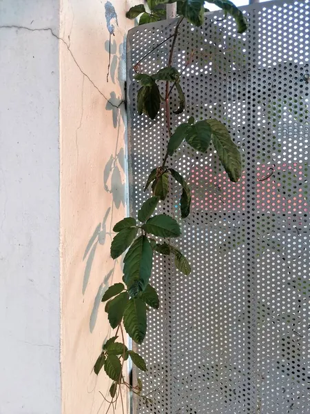 green leaves on the window