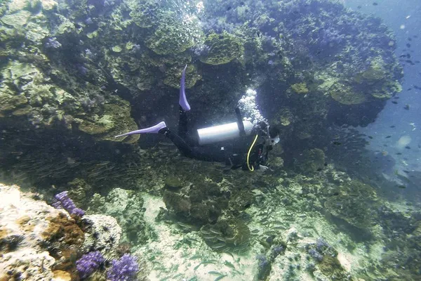 underwater scene with fish in the sea