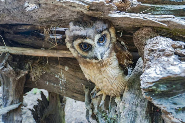 a closeup shot of a cute owl