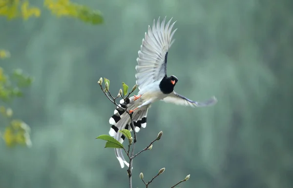 bird in flight in the forest