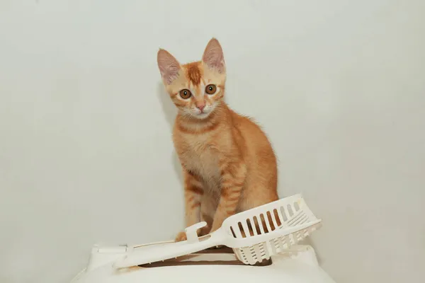 cat with a toy on a white background