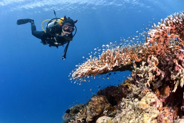 underwater view of a beautiful coral reef in the red sea