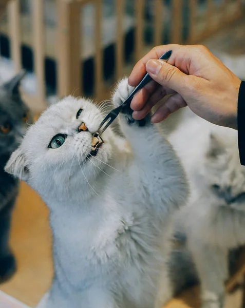 a cat with a brush