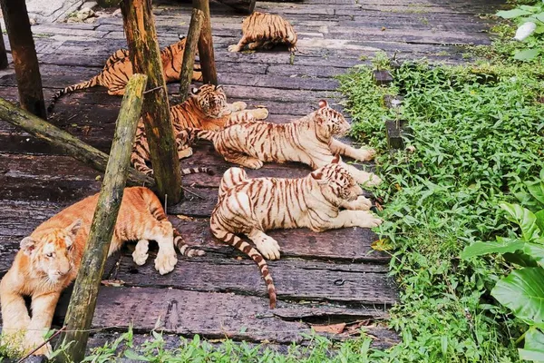 a group of cats in the zoo