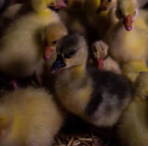 little chicks in the farm