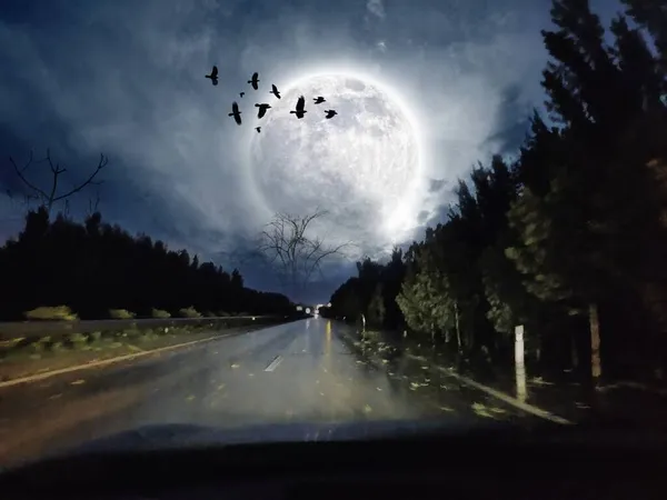 night scene with moon and trees