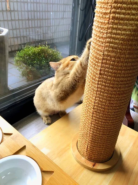 cat sitting on the floor and eating a cup of coffee