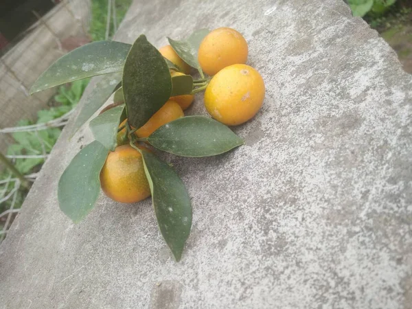 ripe yellow fruits on the tree