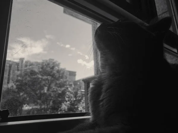 black and white cat sitting on the window