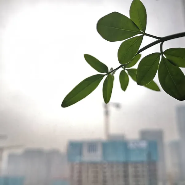 green leaves on the window