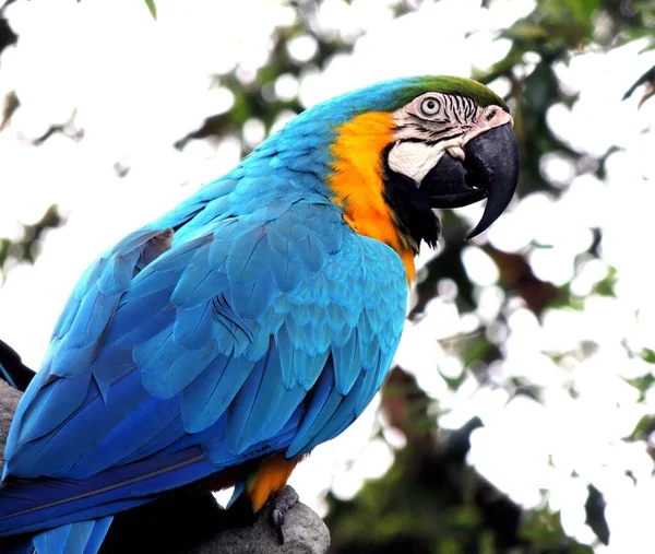 beautiful colorful macaw parrot