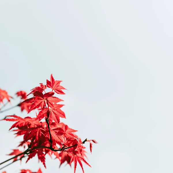 red maple leaves, fall season flora