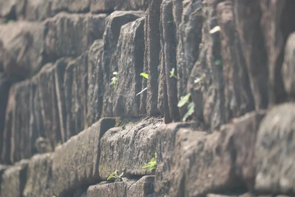 a vertical shot of a rock climbing on a stone wall