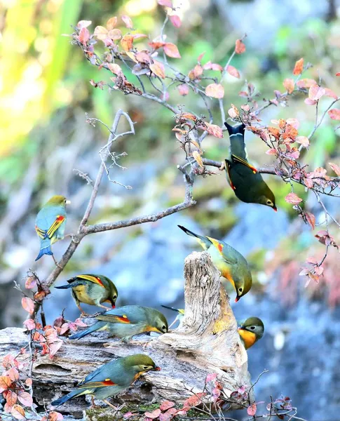 beautiful bird in the garden