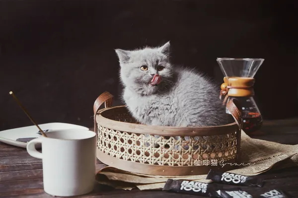cute cat with cup of tea on wooden table