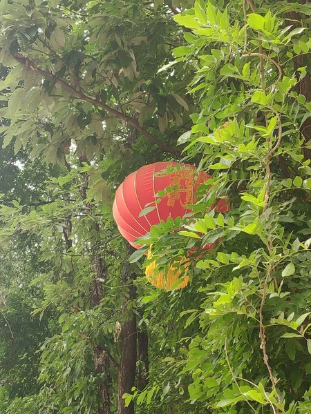 red and green chinese lantern hanging on a tree
