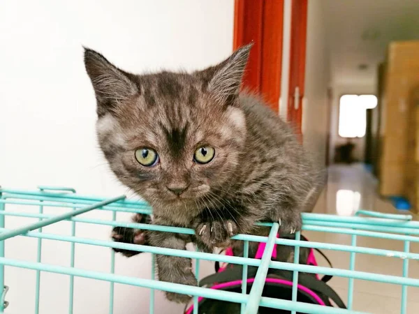 Χαριτωμένη Γάτα Στο Κλουβί — Φωτογραφία Αρχείου