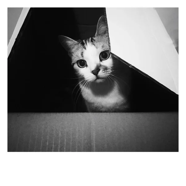 black and white cat with a box