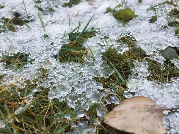 frozen grass in the snow
