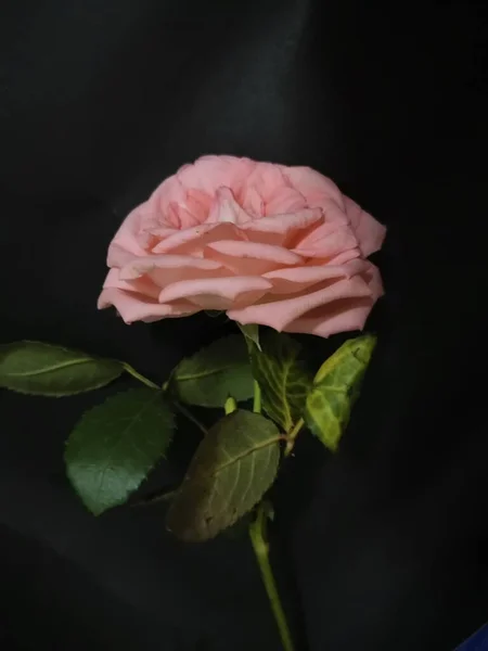 beautiful pink roses on black background