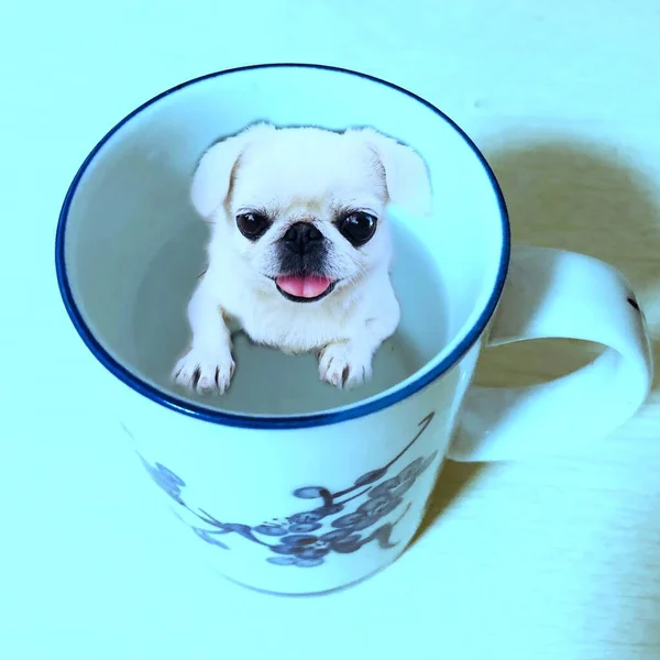 cute dog in a bowl on a blue background