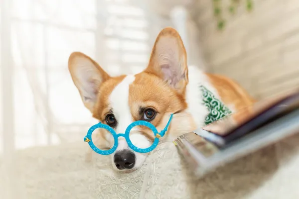 chihuahua dog with a book in the room